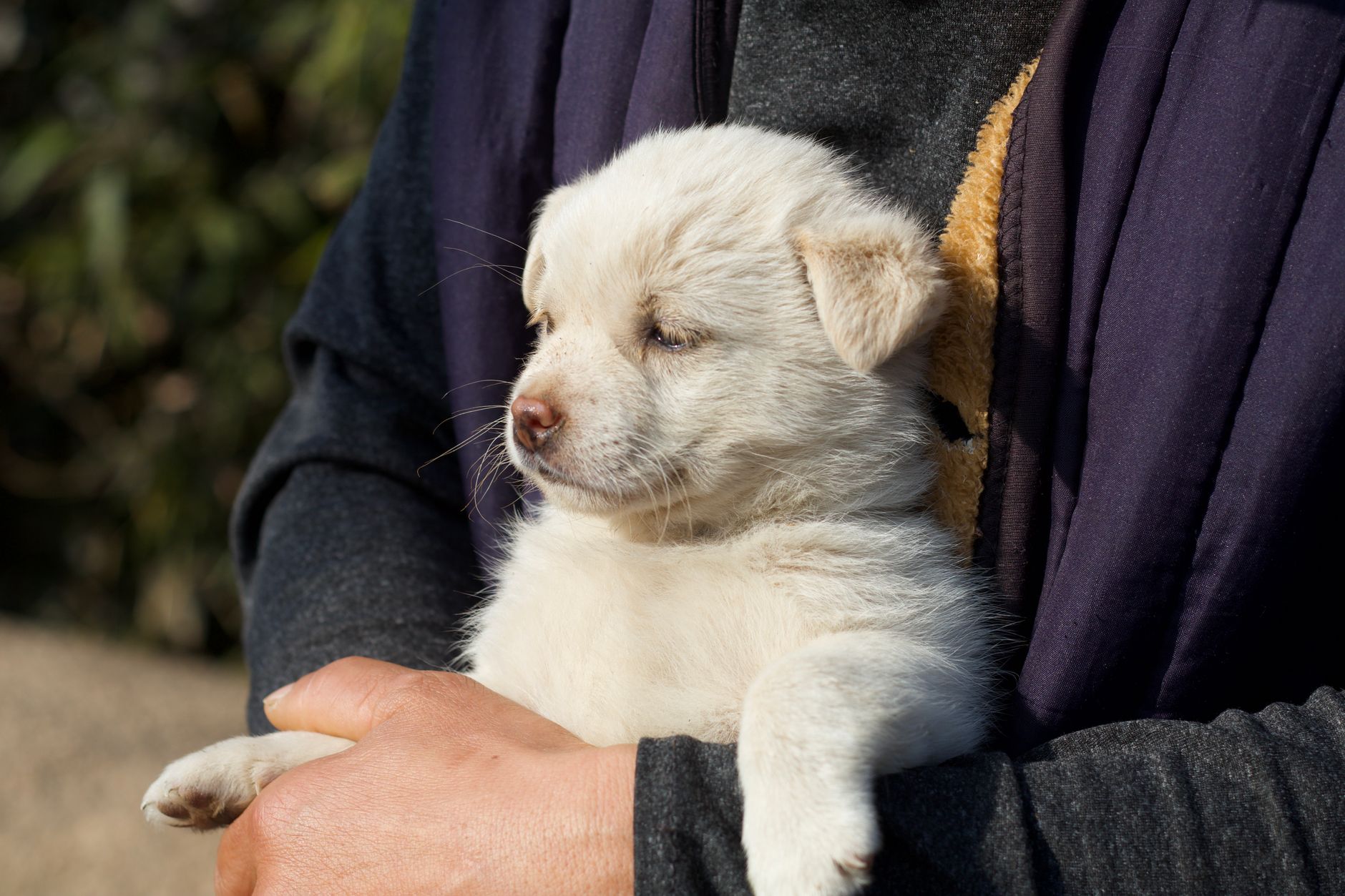 Adorable white puppy cradled in hands outdoors in Suzhou, China, emitting warmth and comfort.