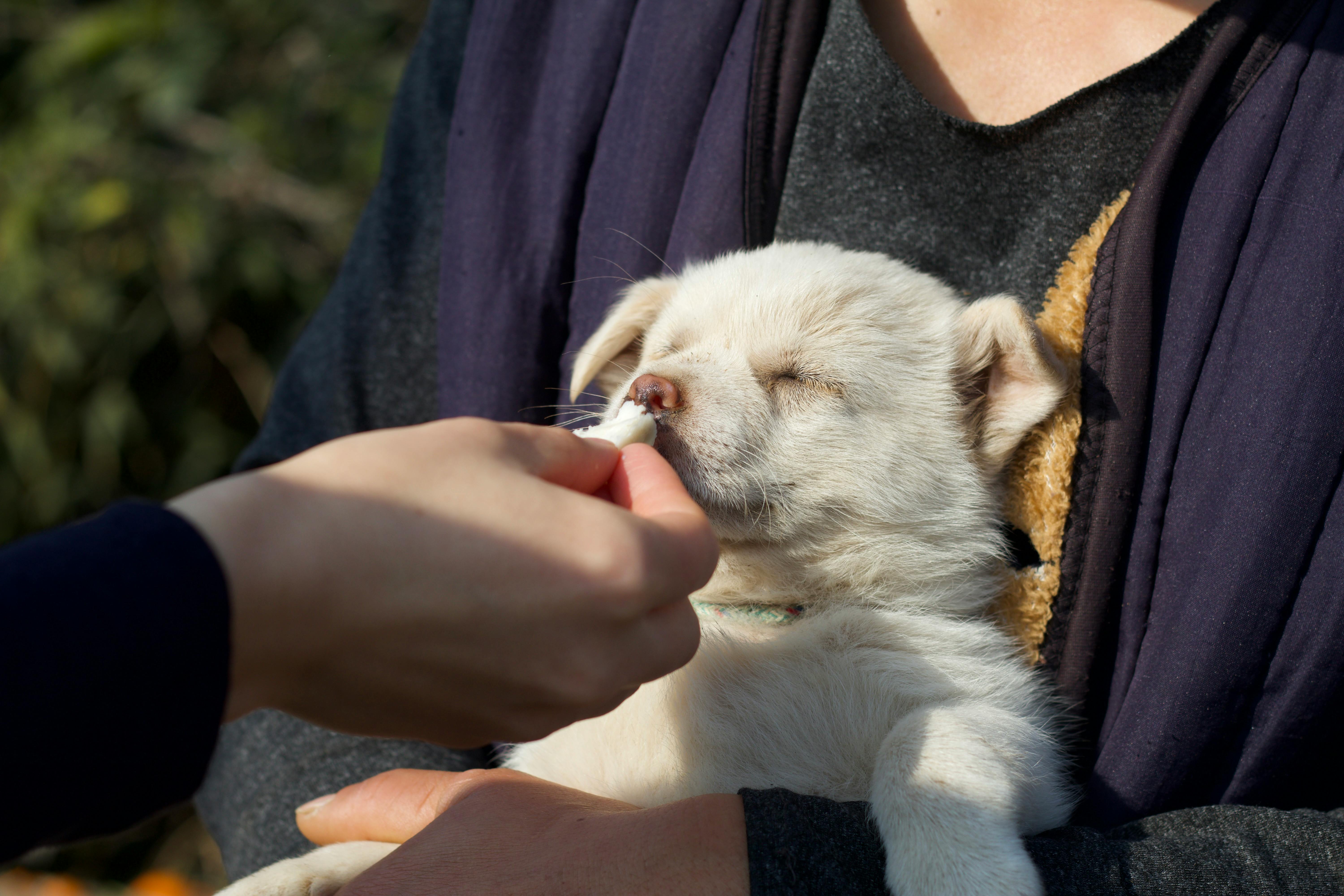 How to Feed a Puppy Right: AAFCO Standards, Schedules and Top Foods