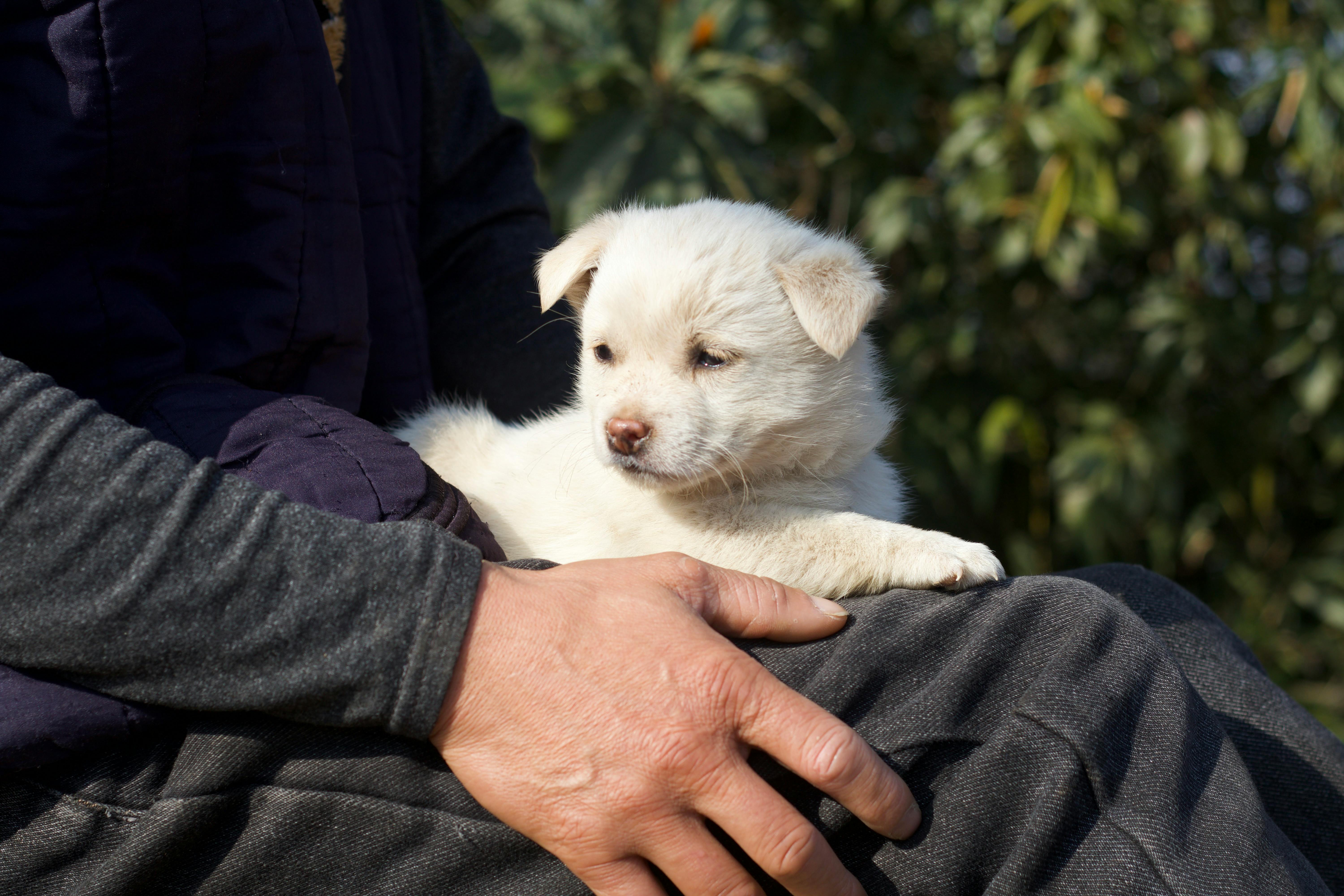 Dog Resting Head On Owners Lap
