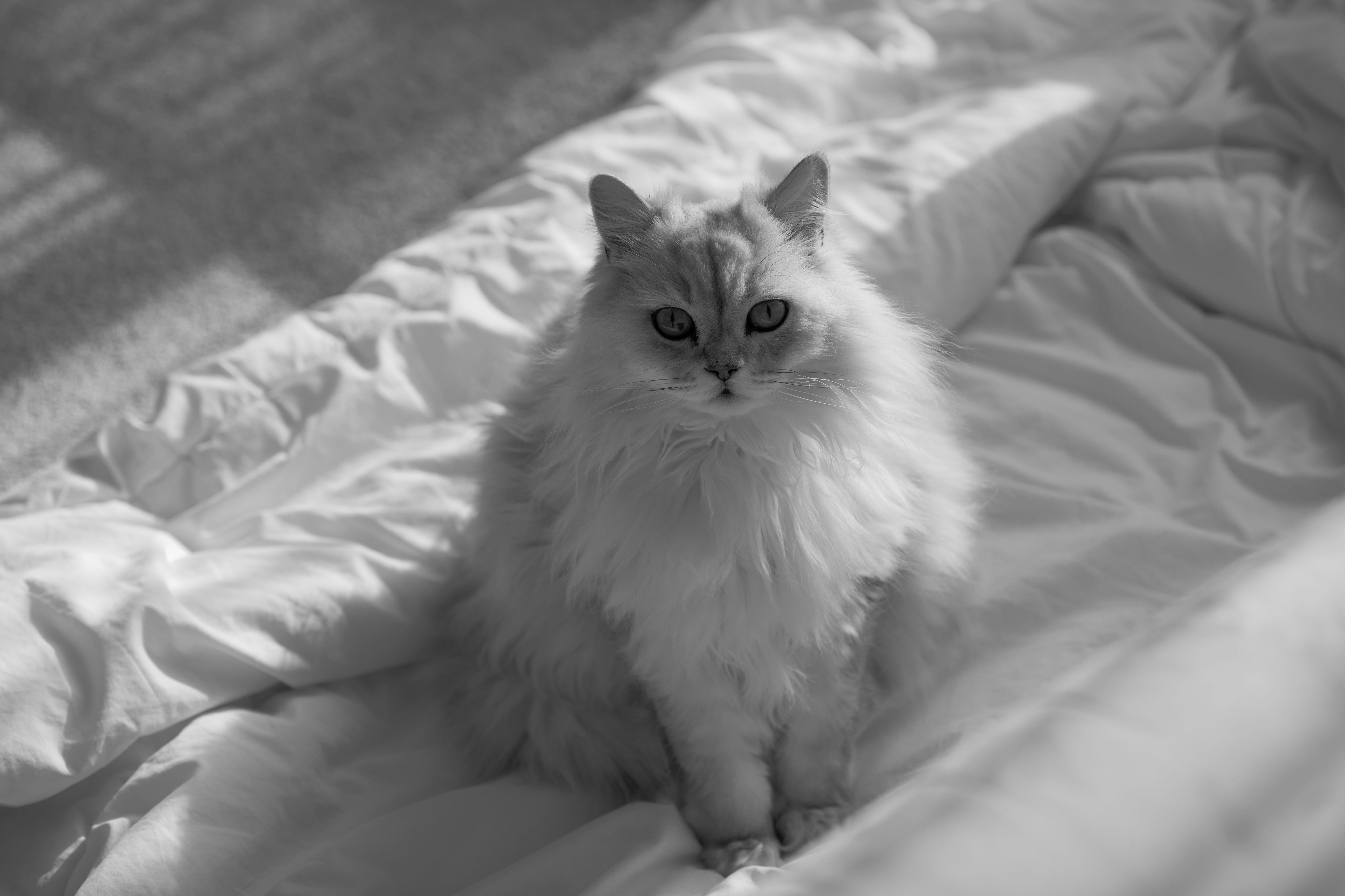 Black and white image of a fluffy cat sitting on a sunlit bed, exuding calm elegance.