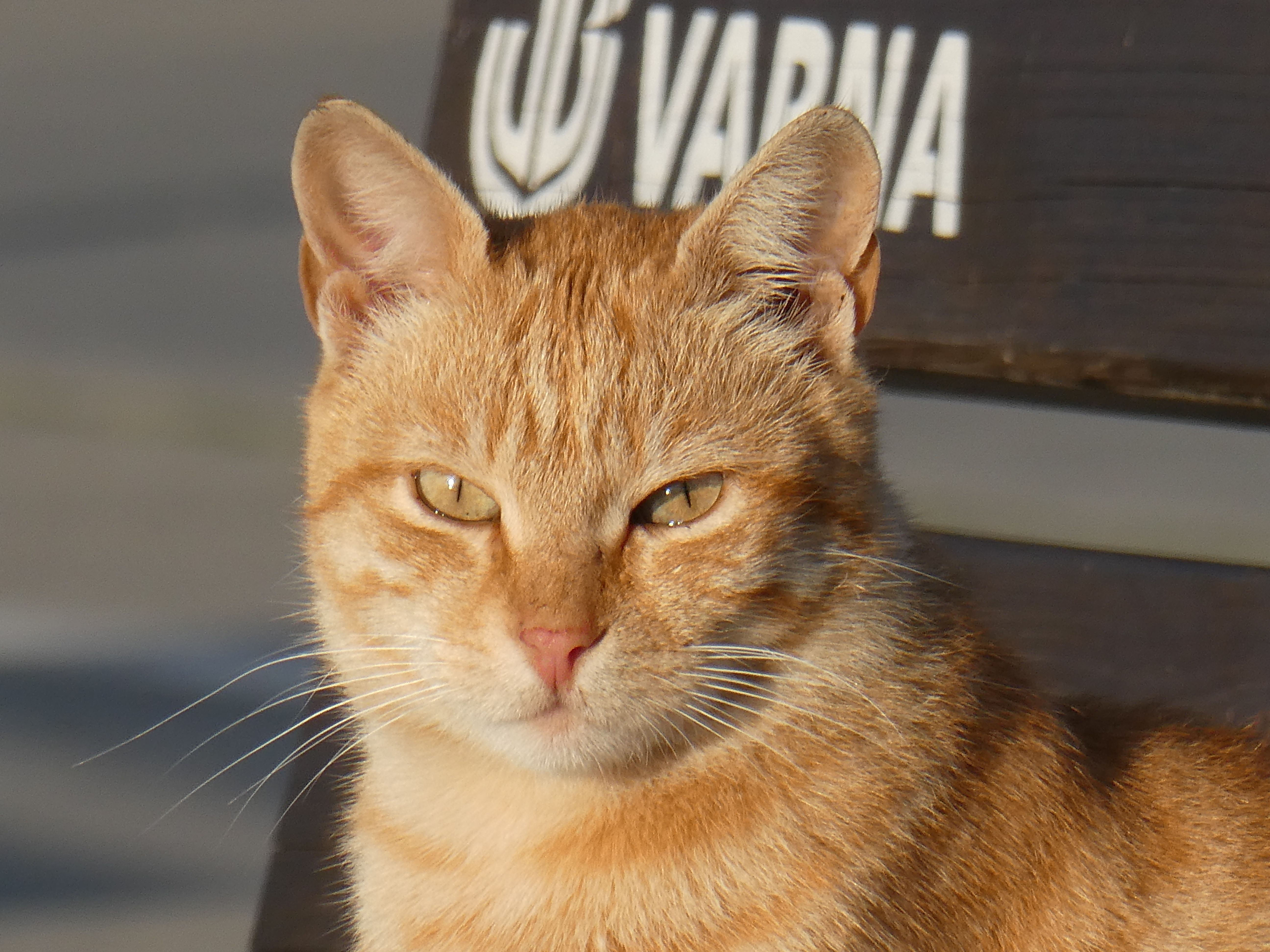 Captivating portrait of a ginger tabby cat basking in sunny Varna.