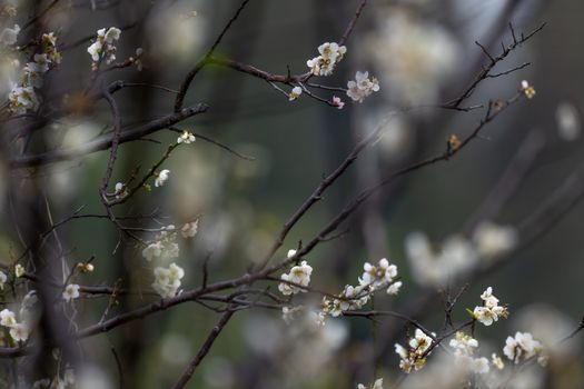 Close-up of delicate white blossoms on a tree branch, capturing the essence of spring.