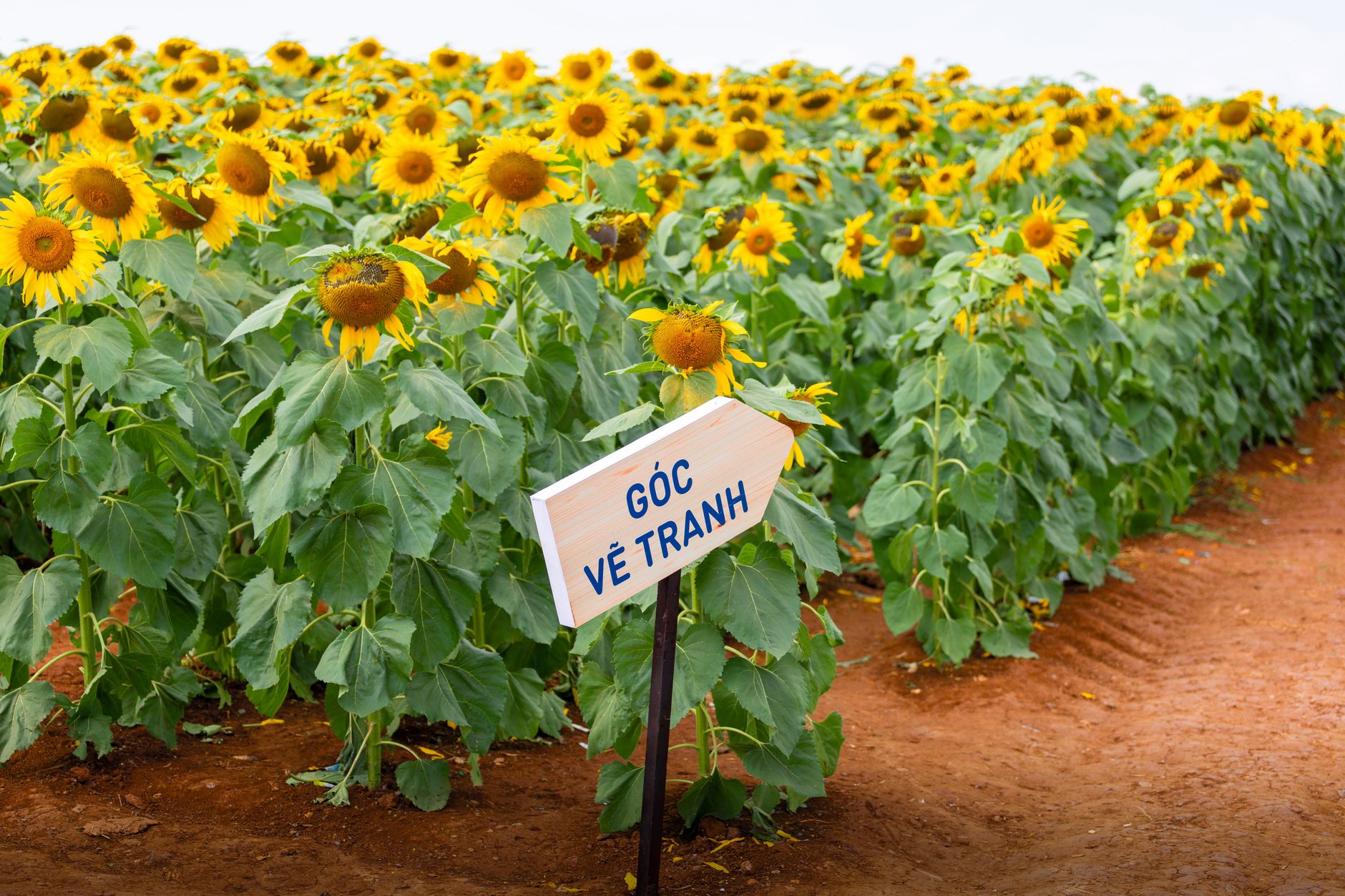 Vibrant sunflower field in Nghệ An, Vietnam with a scenic Vietnamese sign.