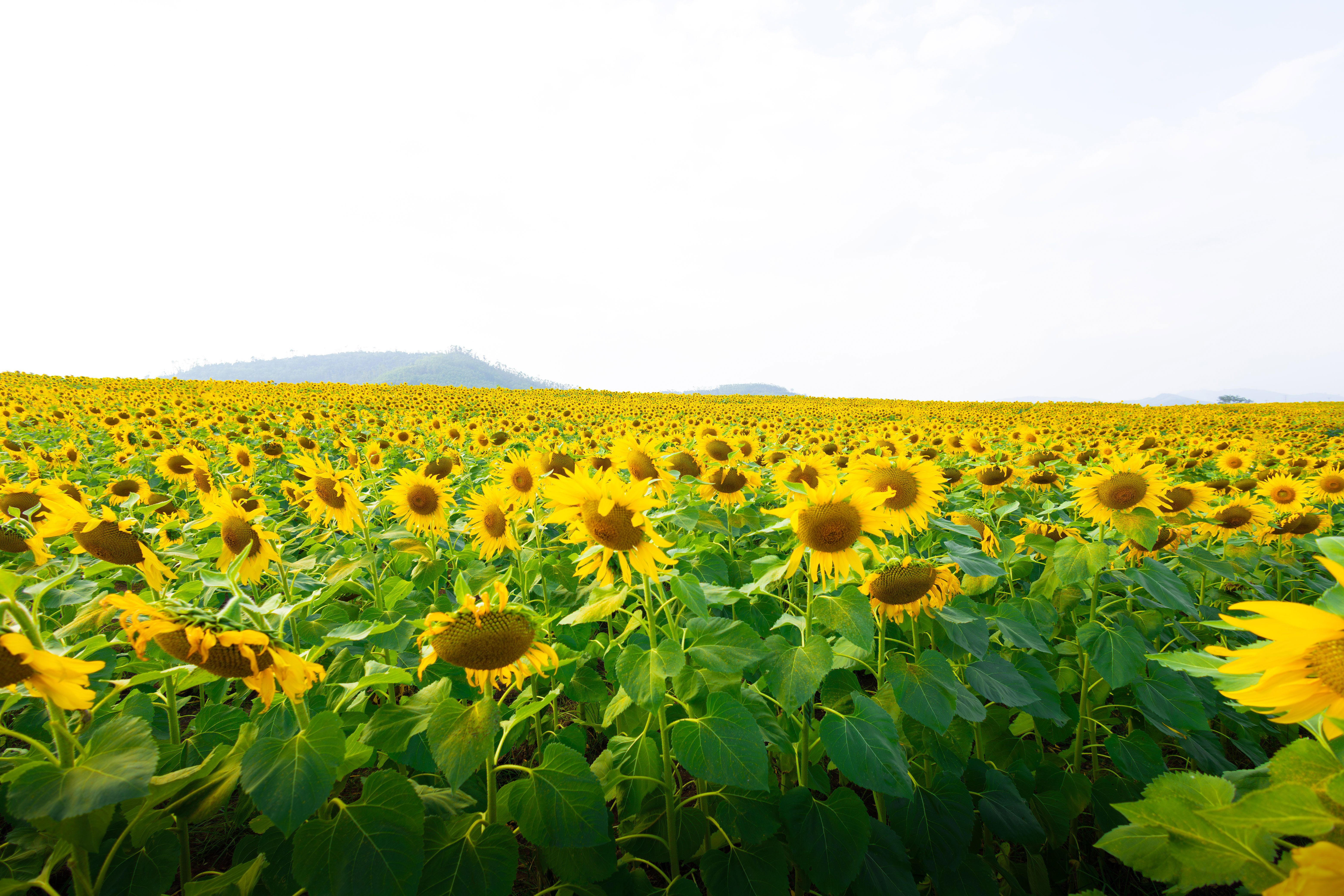 Vast Sunflower Field in Nghệ An, Vietnam · Free Stock Photo