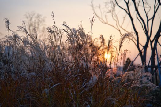 Sunset lighting up tall grass in a serene autumn landscape, evoking peace and tranquility.