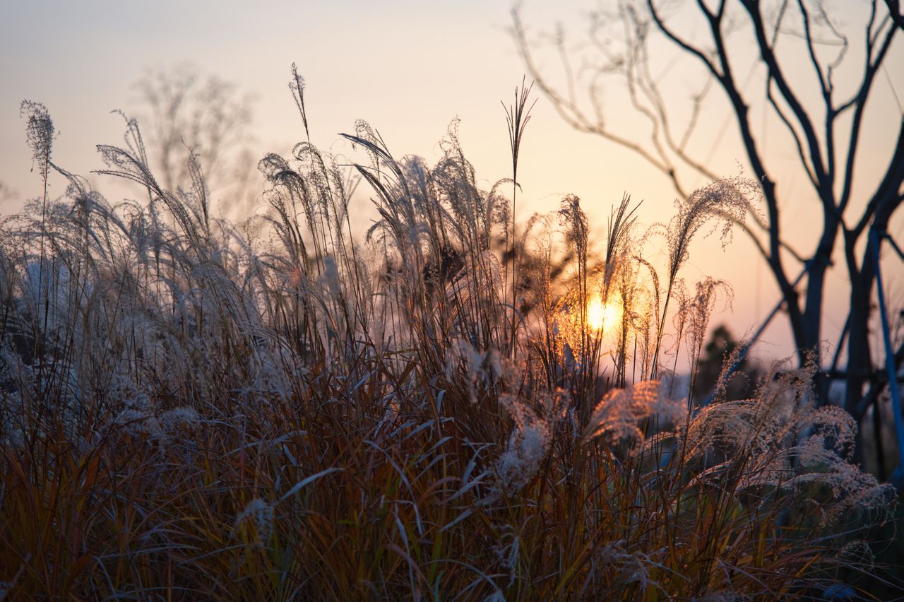 sunset lighting up tall grass in a serene autumn landscape evoking pea