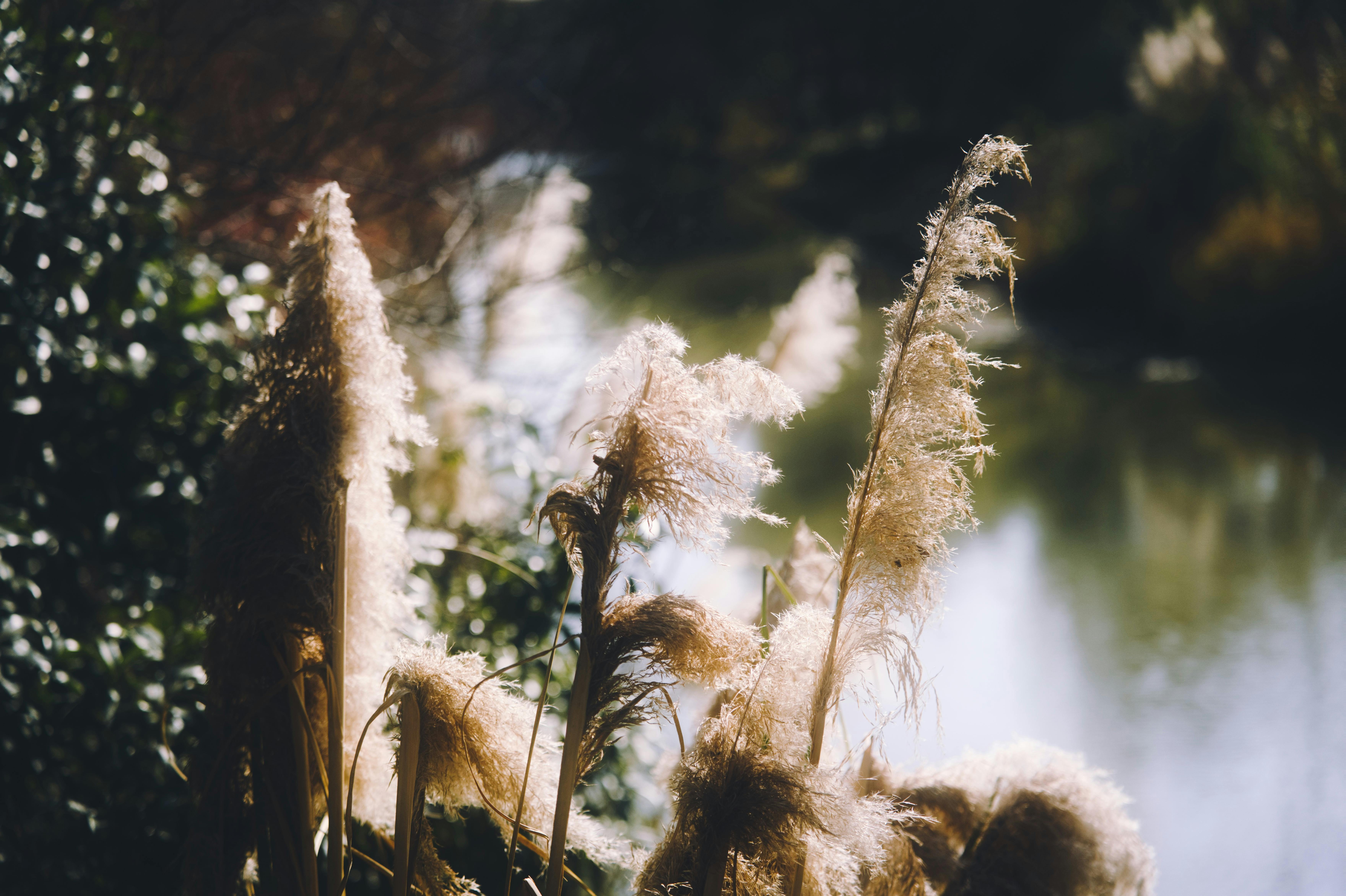 静谧的河畔，蒲苇在阳光下闪闪发光。