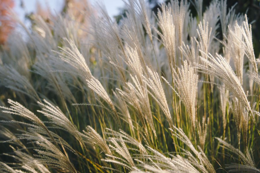 Feather reed grass plumes