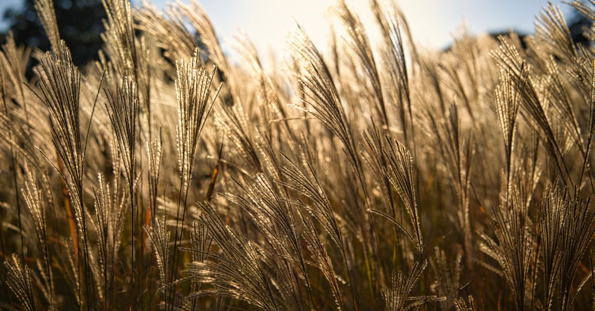 Miscanthus : Culture, Entretien et Variétés 2026
