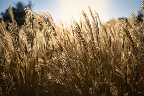 Free Golden miscanthus grasses backlit by the autumn sun, creating a warm and serene natural scene. Stock Photo