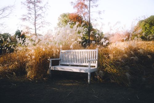 Free White bench surrounded by tall golden grasses in a serene autumn park setting. Stock Photo