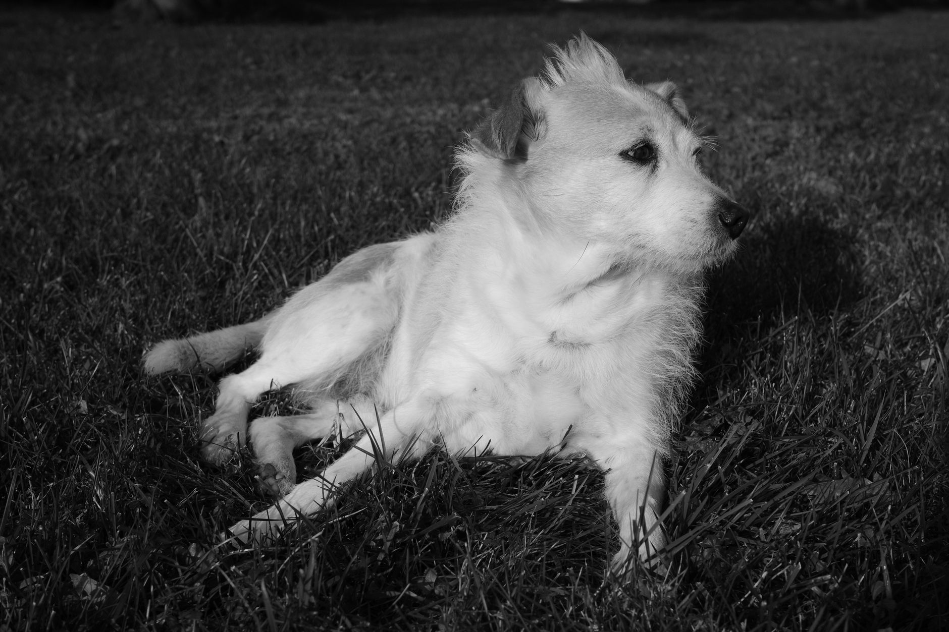Veterinary care for a dog