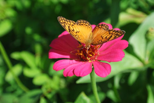 Close-up of a vibrant orange butterfly perched on a bright pink flower in Palmas, Brasil.
