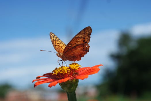 Close-up of an orange butterfly feeding on a bright red flower in Palmas, Brazil.