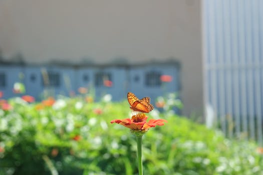 A colorful butterfly perched on a flower in a sunny garden in Palmas, Tocantins, Brazil.