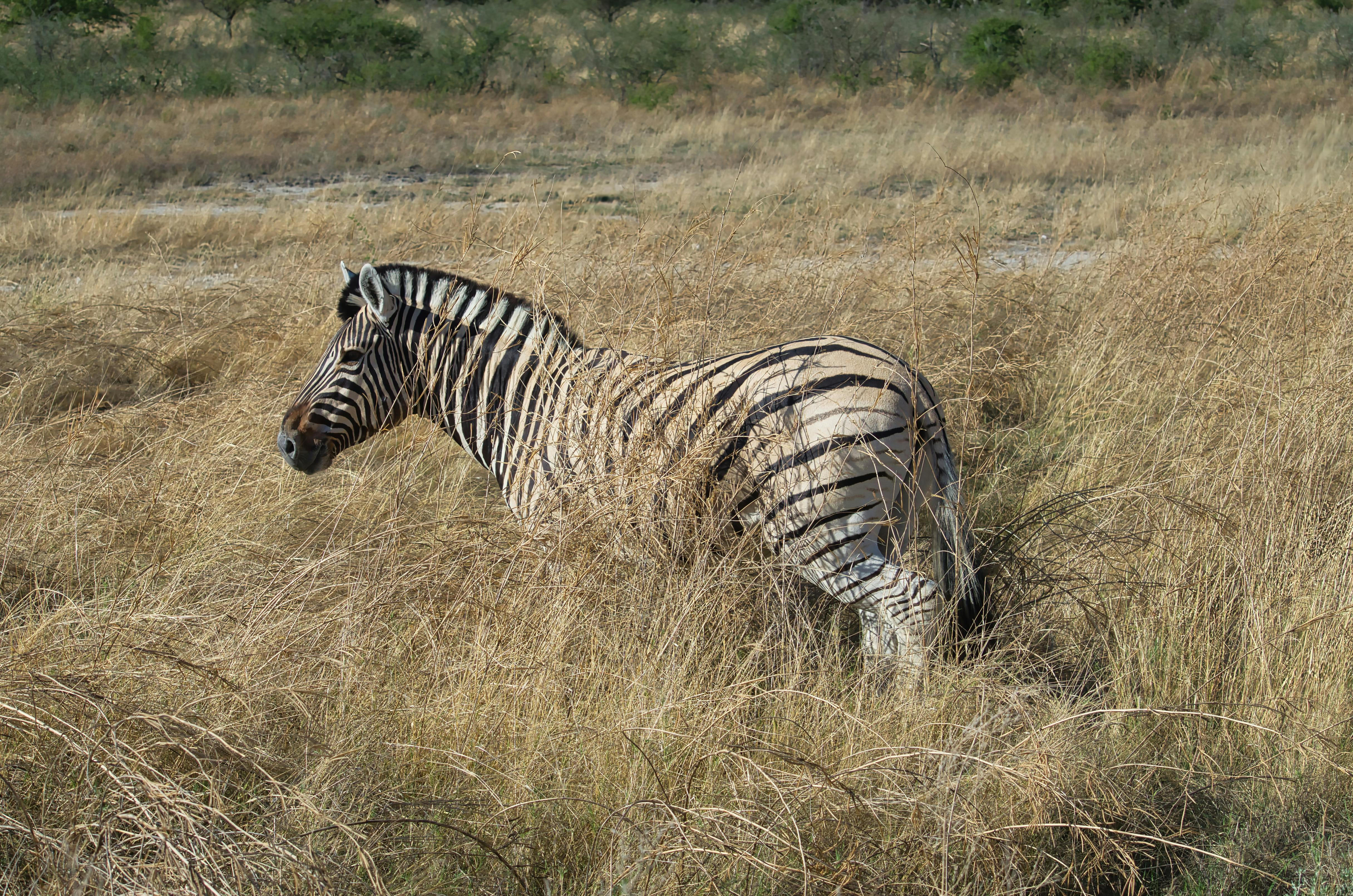 Bwabwata National Park, Namibia - travel photo