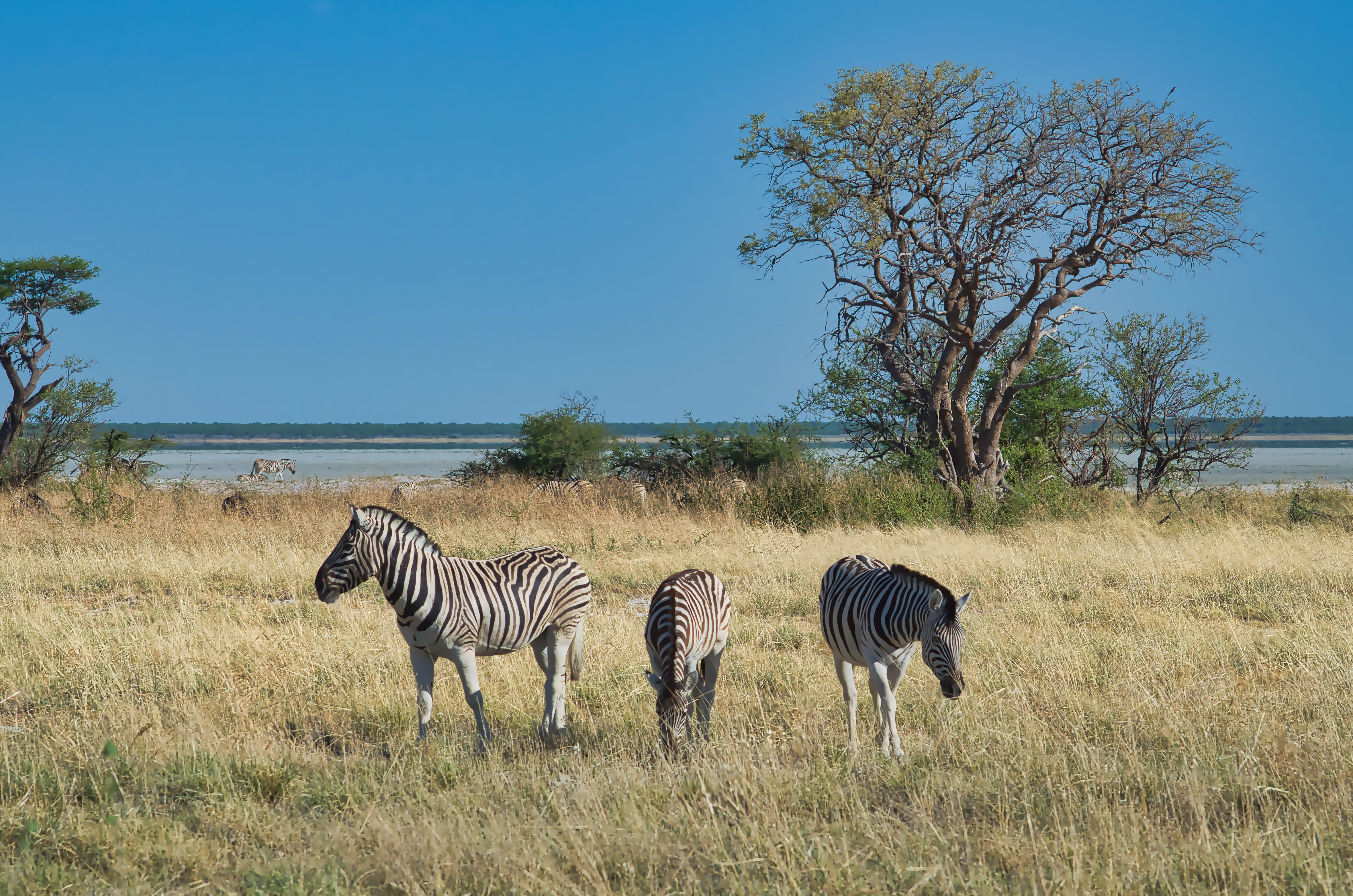 Wildtiere