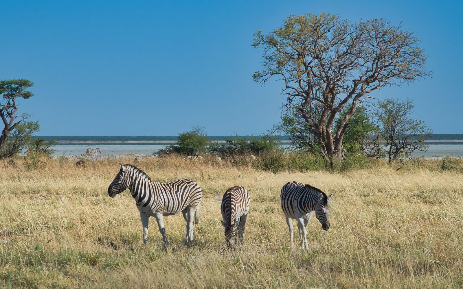 Wild Animals