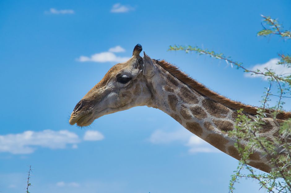 Vivre a Windhoek : Guide Complet pour S'installer dans la Capitale Namibienne