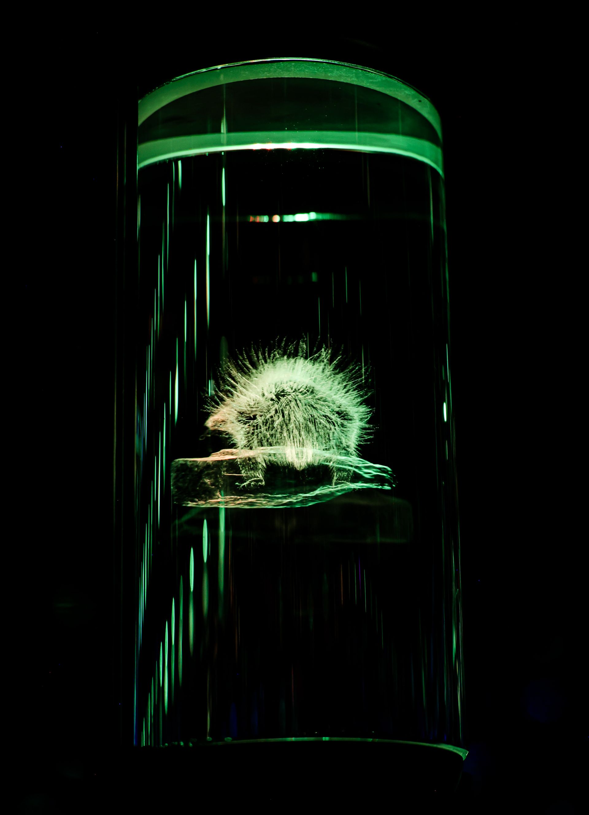 Neon laser display
