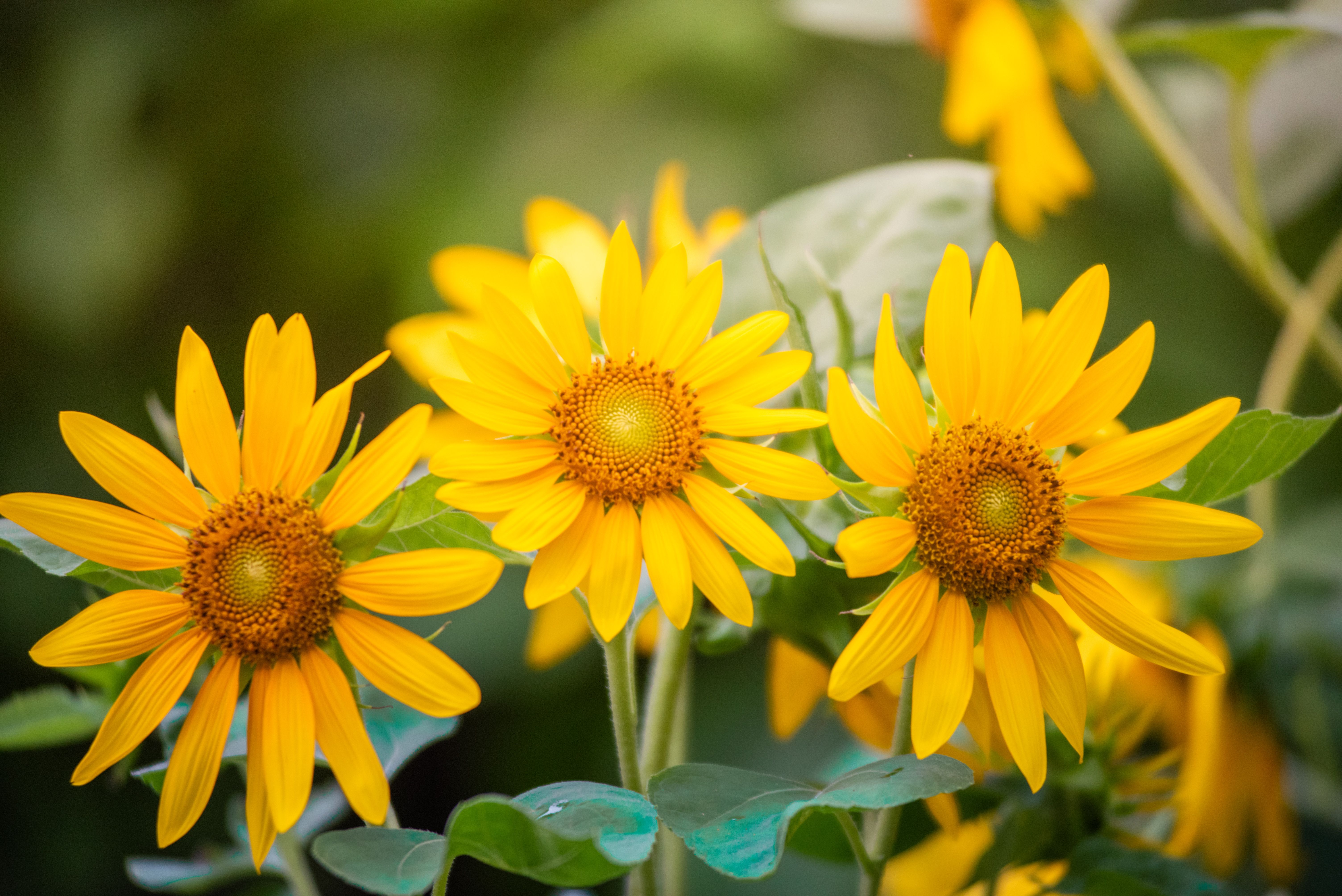 Vibrant Sunflowers in Full Bloom Outdoors · Free Stock Photo