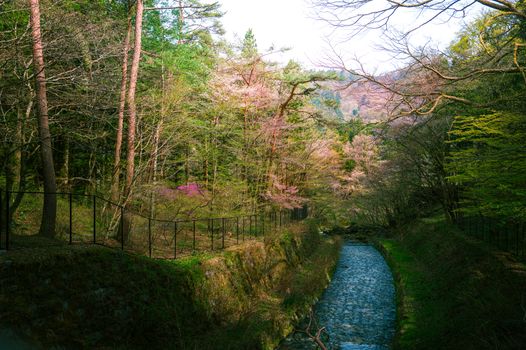 Wald & Frühling im Anime-Look – Digitales Kunstwerk