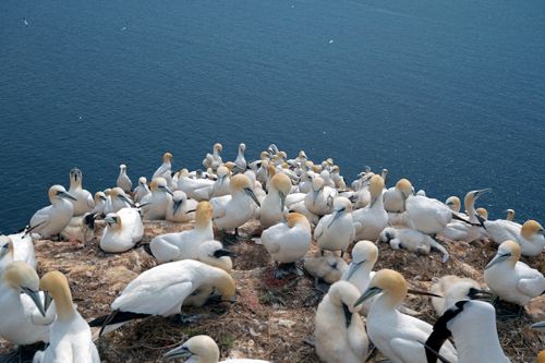 Free A colony of Northern Gannets nesting on the cliffside of Helgoland, Germany. Stock Photo