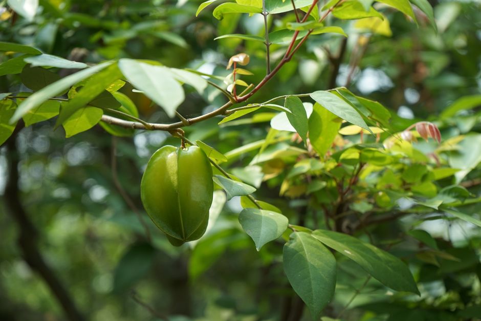 Fotomural Un primer plano de una carambola verde que crece en un árbol en Ben Tre, Vietnam, rodeada de hojas exuberantes.