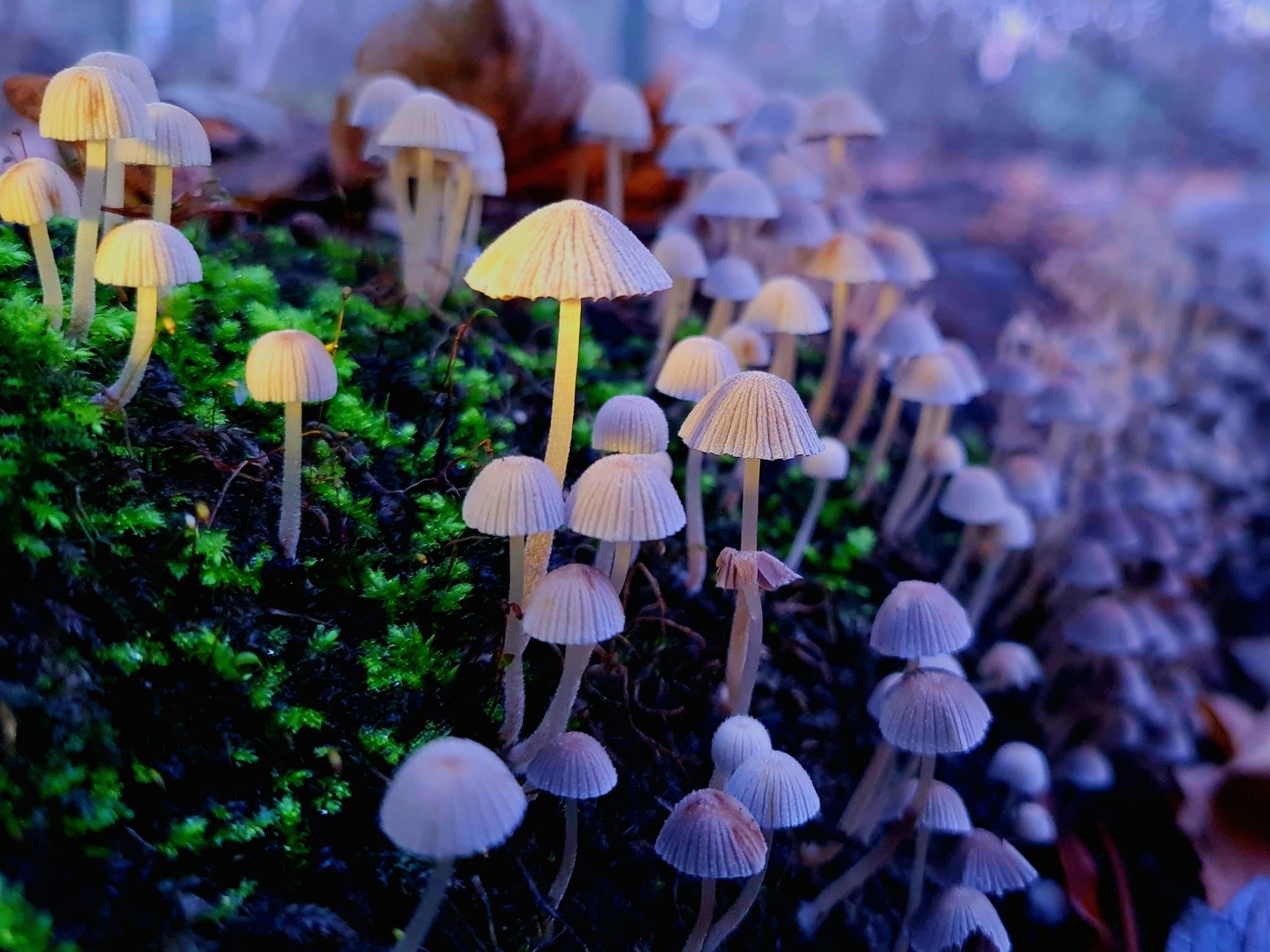 Magic Mushrooms vs. LSD: Understanding the Differences