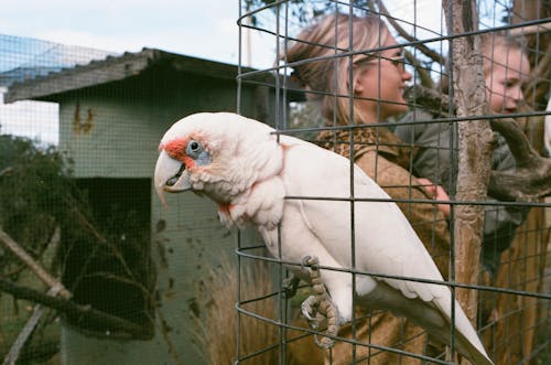 オウム, 動物園, 野生動物の無料の写真素材