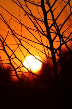 Silhouette of bare branches against a vivid orange sunset, creating a striking natural scene.