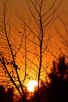 Stunning silhouette of bare trees against a vivid sunset sky, creating a dramatic scene.