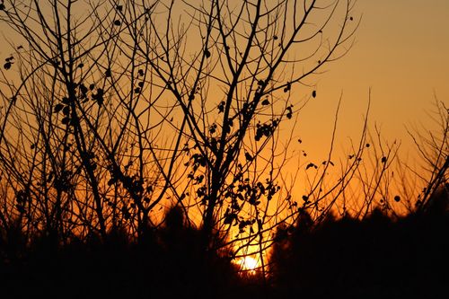 Free Captivating winter sunset scene through bare trees, creating a dramatic silhouette. Stock Photo