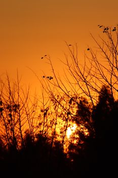 Silhouetted trees with vibrant orange sunset sky creating a dramatic scene.
