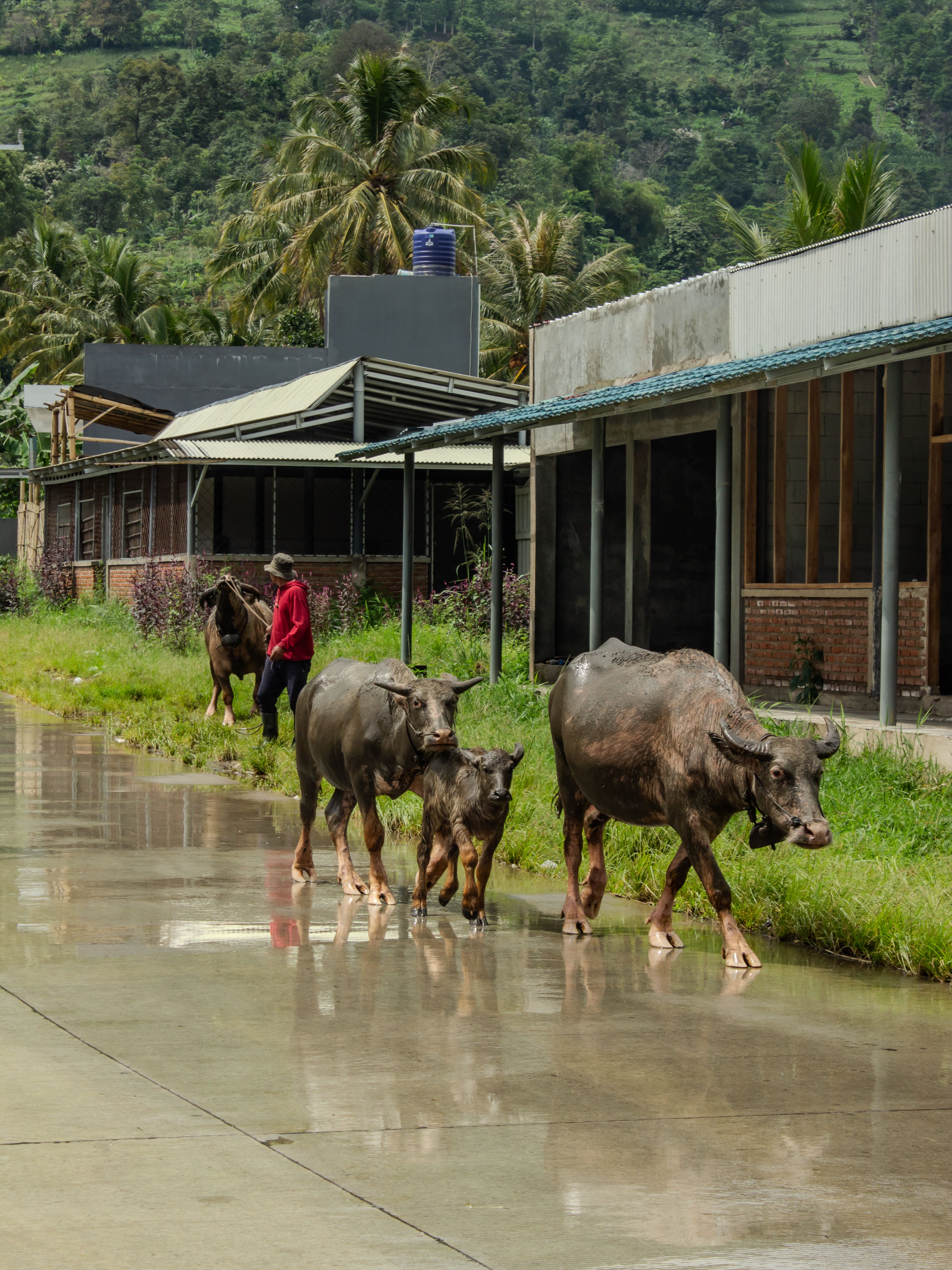A farmer guides a herd of water buffalo along a rural road in Jawa Barat, Indonesia.