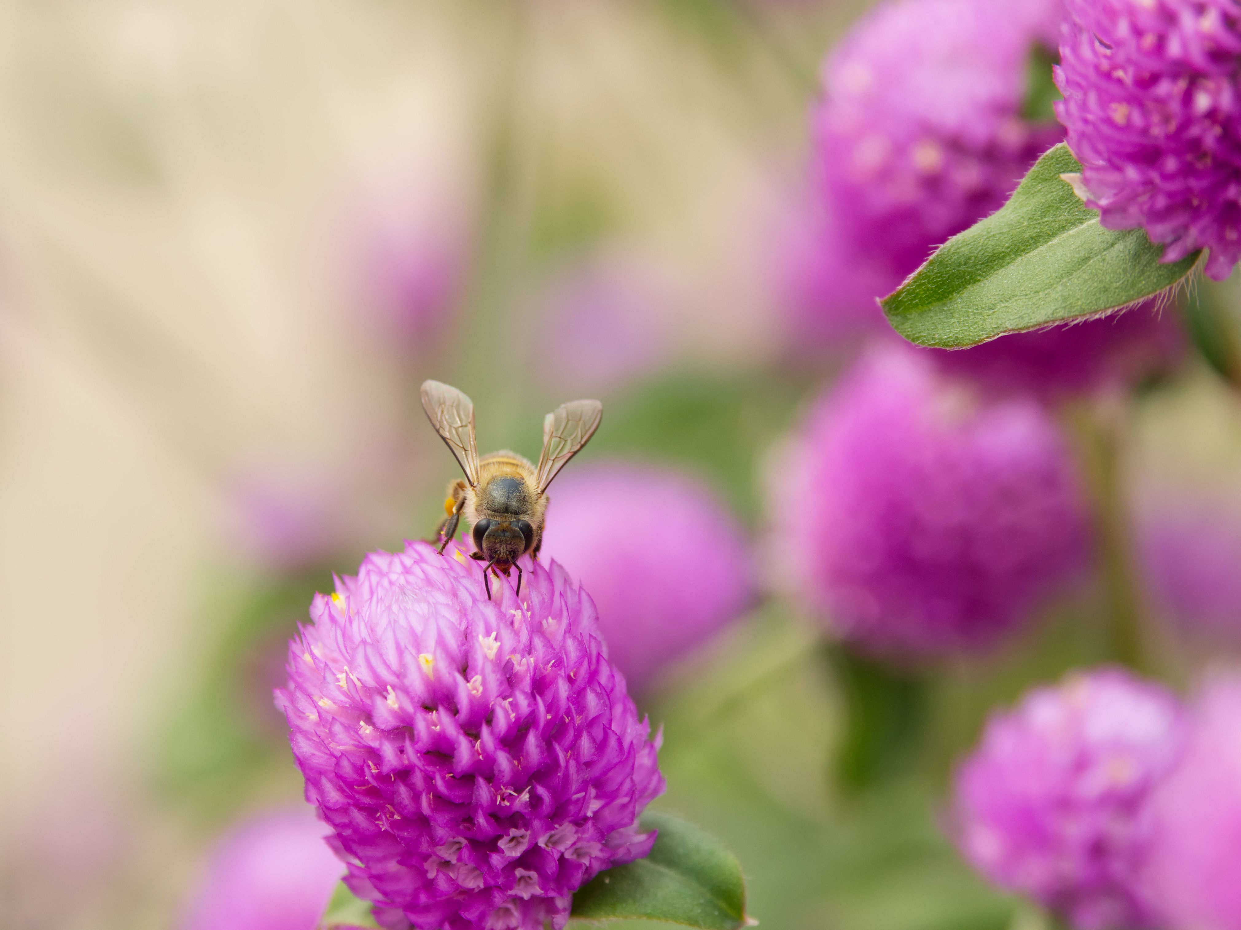 Bee Pollinating Vibrant Pink Flowers in Spring · Free Stock Photo