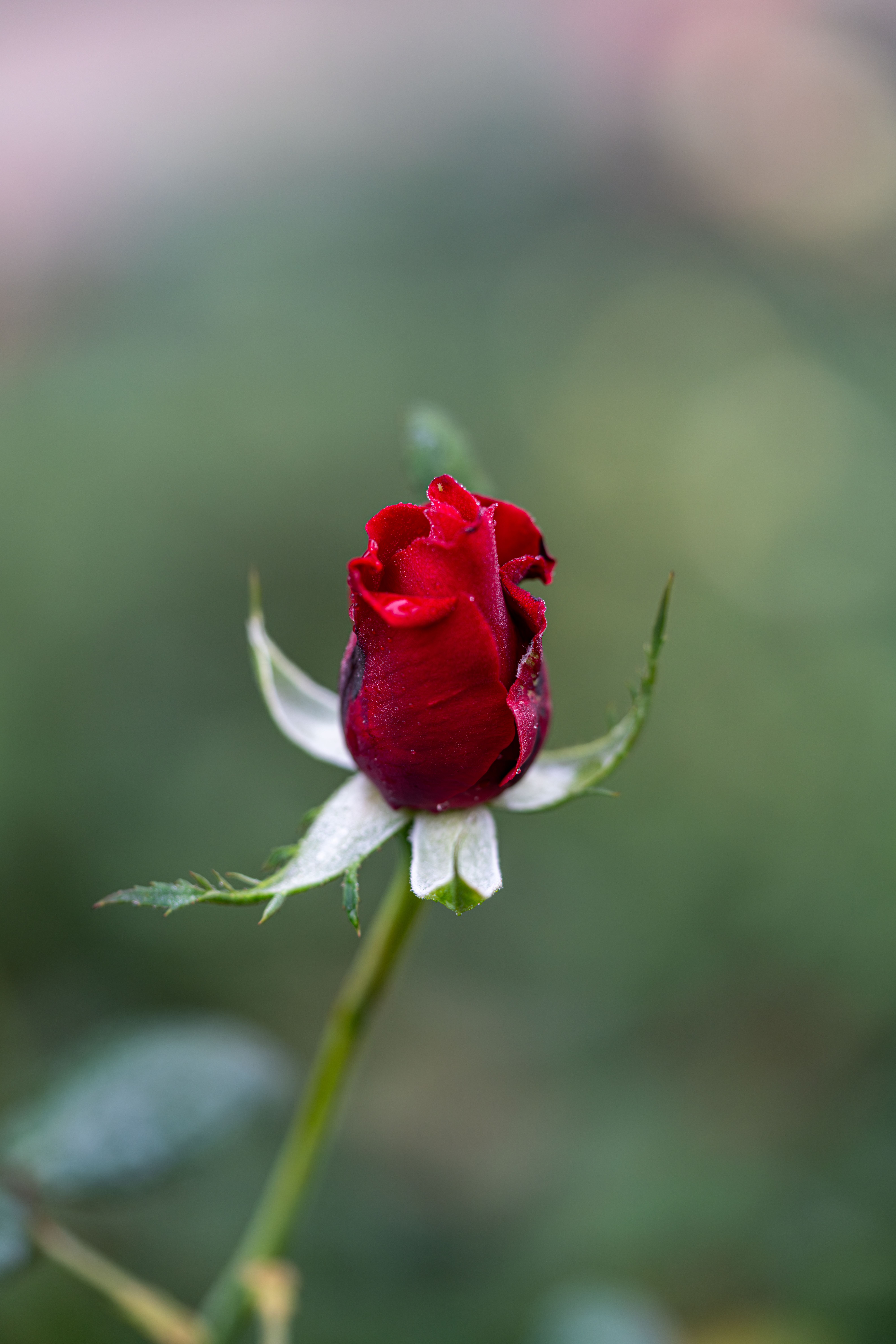 Close-up of Dew-covered Red Rosebud · Free Stock Photo