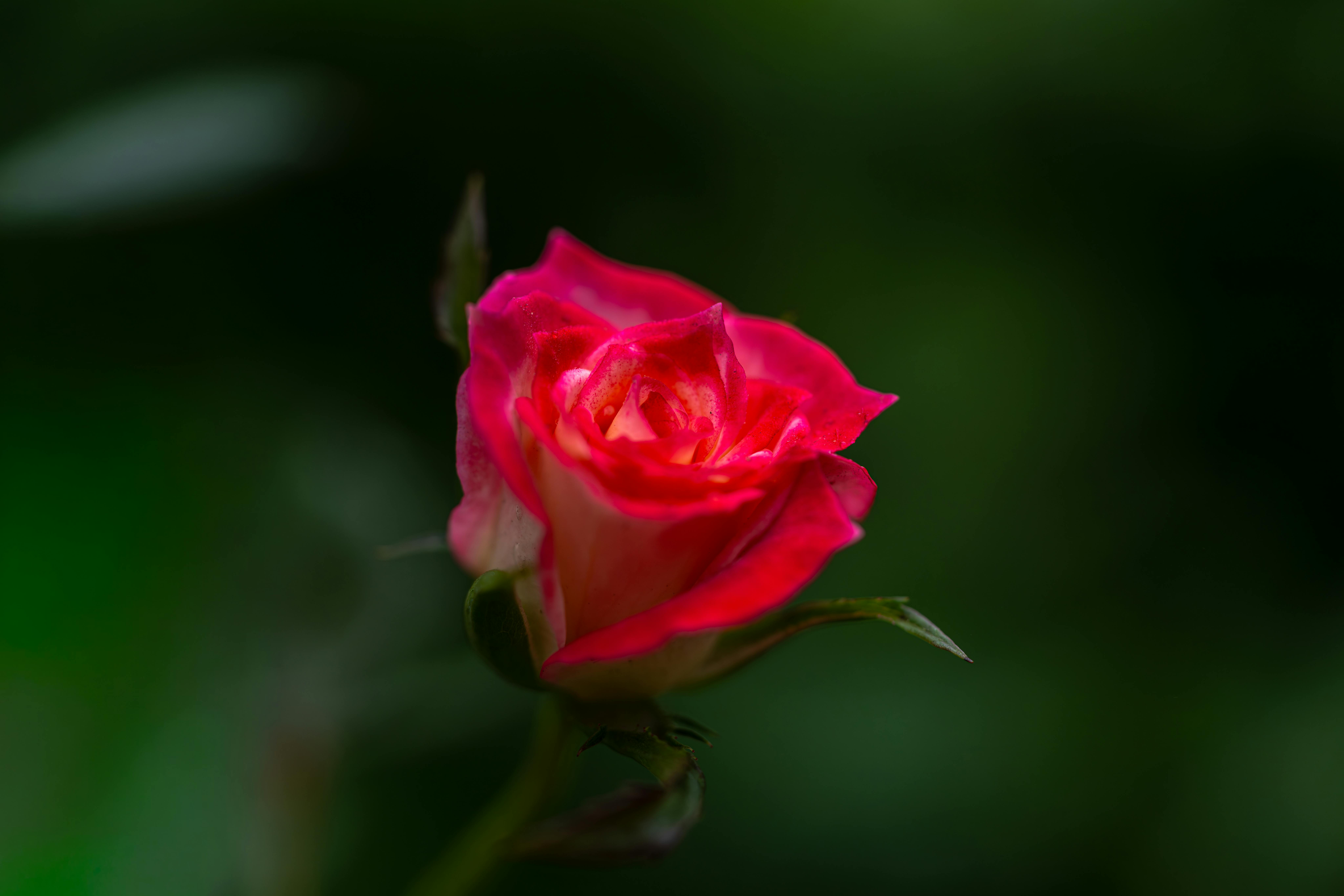 The Psychology of Fragrance: How Scents Influence Your Mood