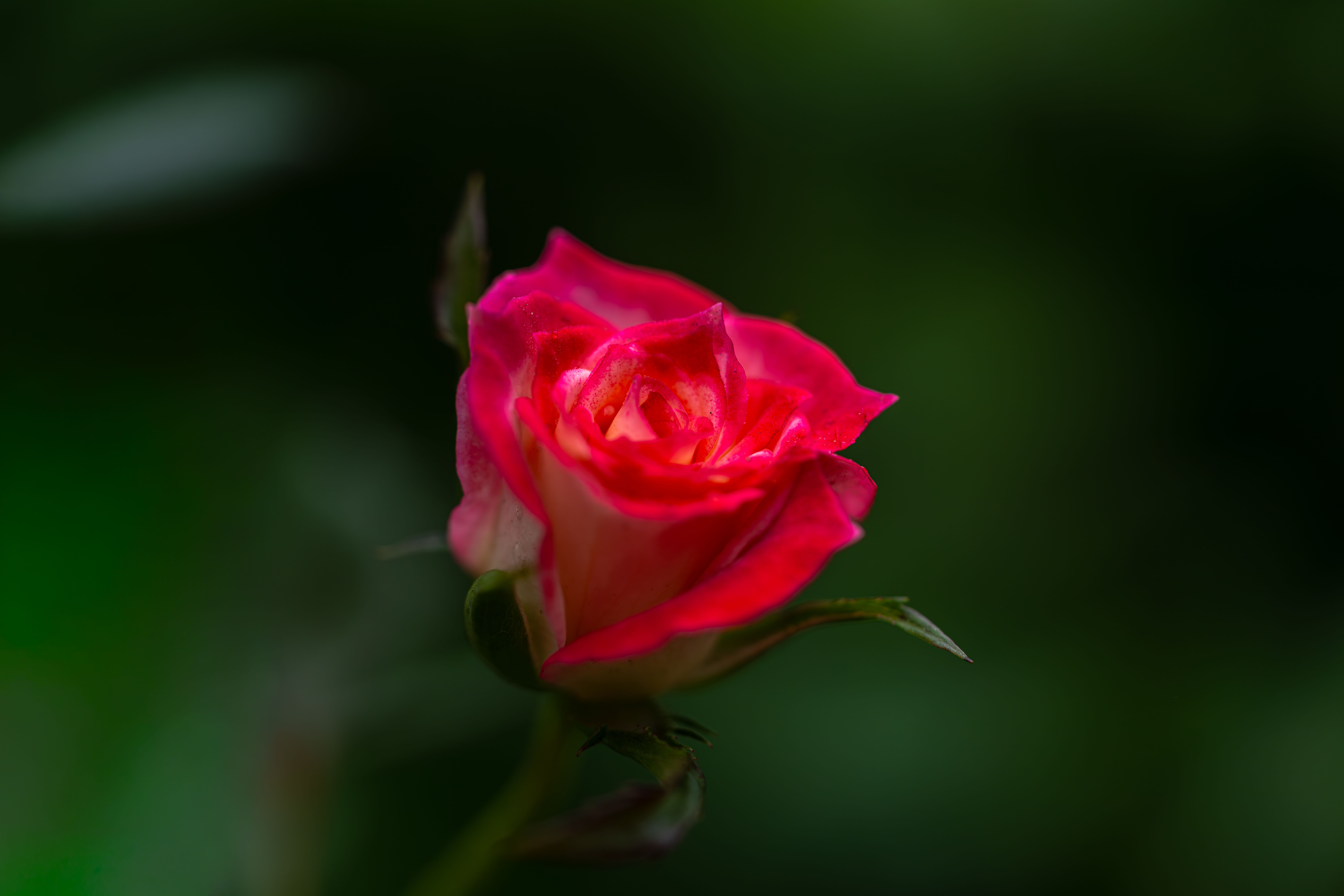 Close-up of Vibrant Red Rose Against Dark Background · Free Stock Photo