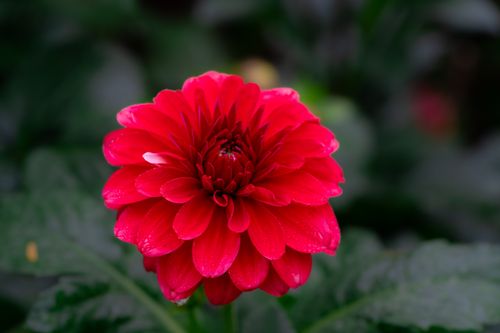 Free Close-up of a vibrant red dahlia flower with lush green leaves in a garden setting. Stock Photo