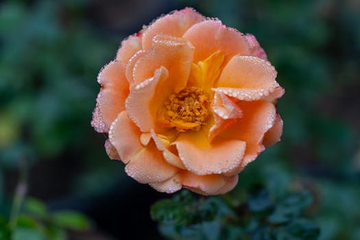Macro photo of an orange rose with dew drops, highlighting natural beauty and intricate details.