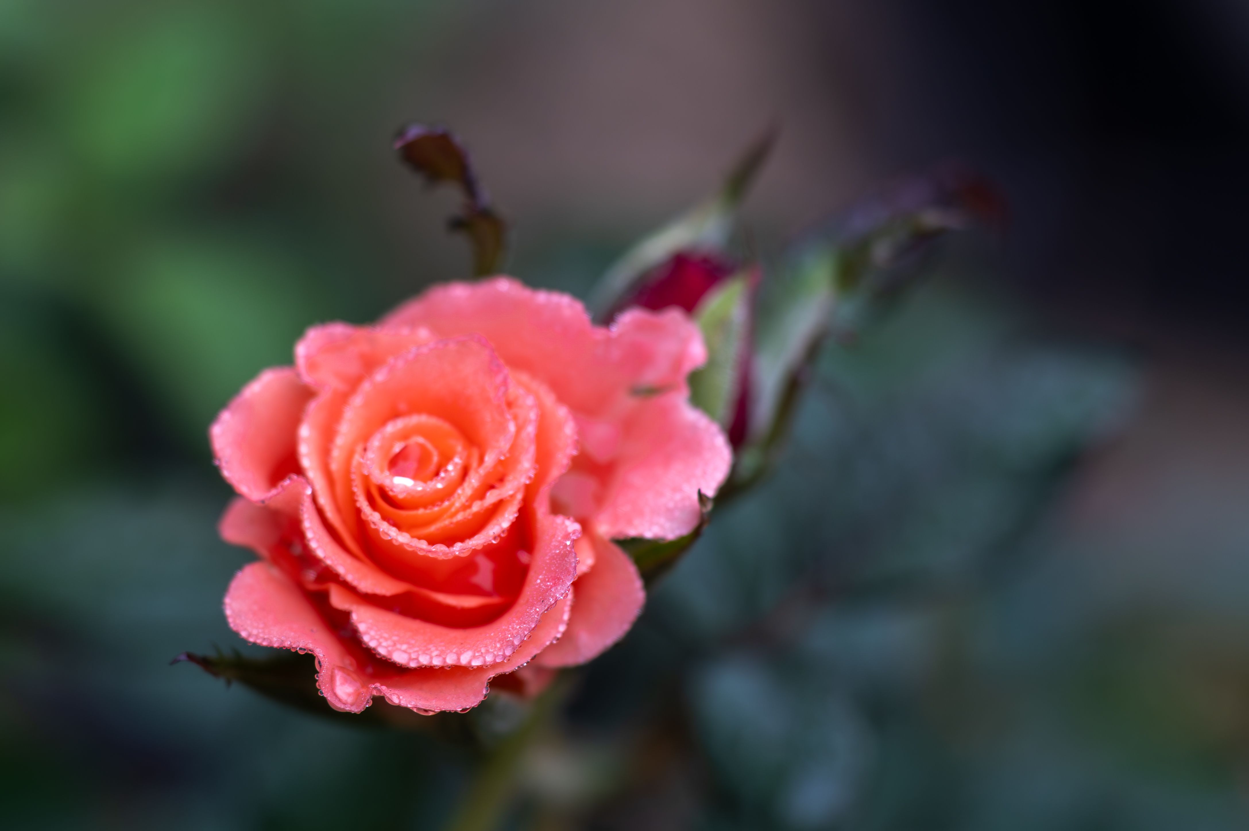 Close-up of a Dew-Kissed Pink Rose in Bloom · Free Stock Photo