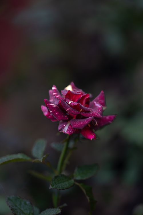 Free Vibrant red rose covered in glistening dew drops against a dark background. Stock Photo