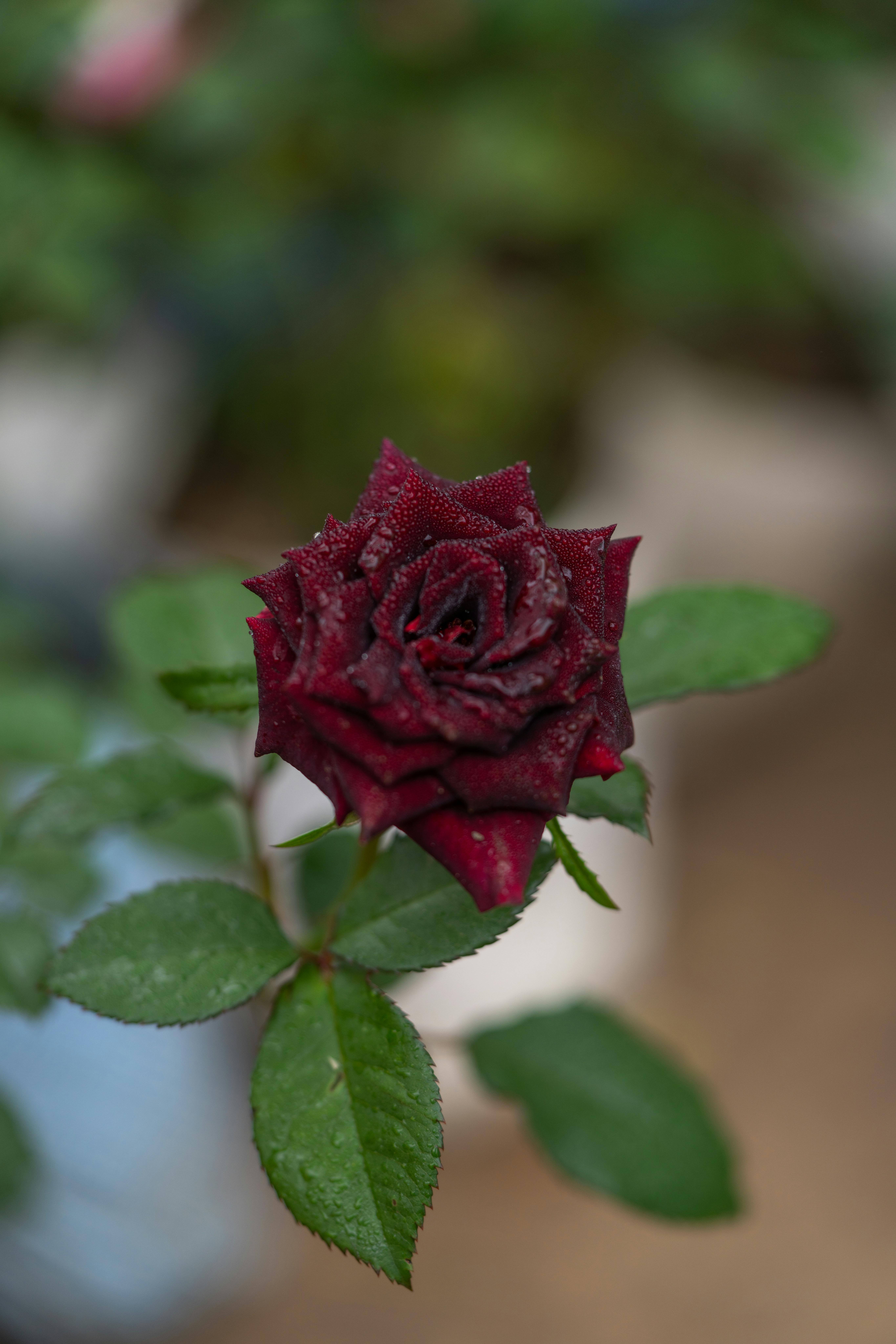 Robux Image Photos, Download The BEST Free Robux Image Stock Photos ...