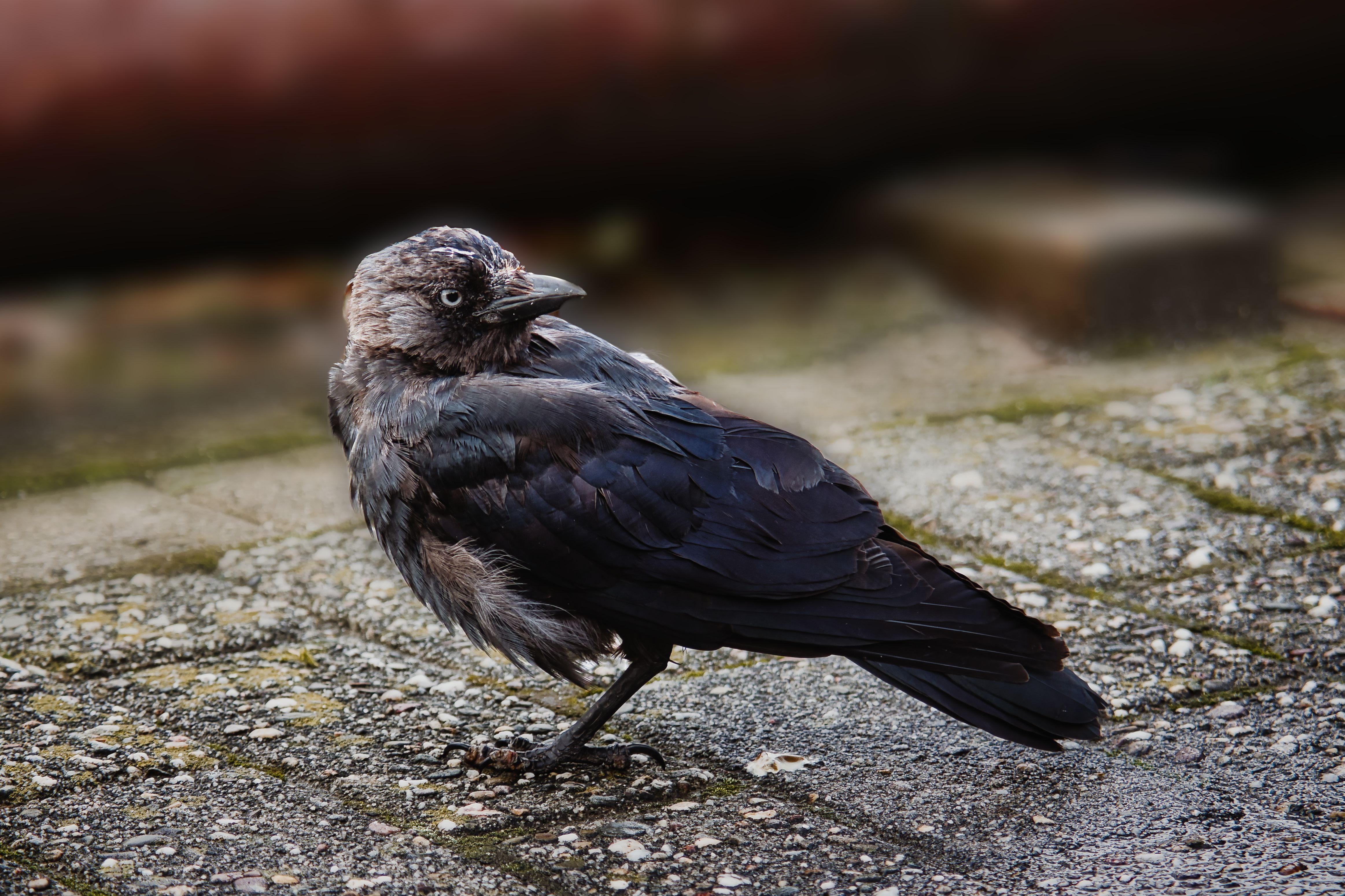Close-up of a Crow on a Cobblestone Surface · Free Stock Photo