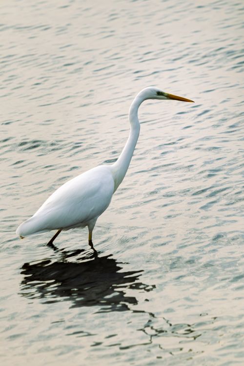 Free Elegant Great Egret standing in shallow water, casting a serene reflection. Stock Photo