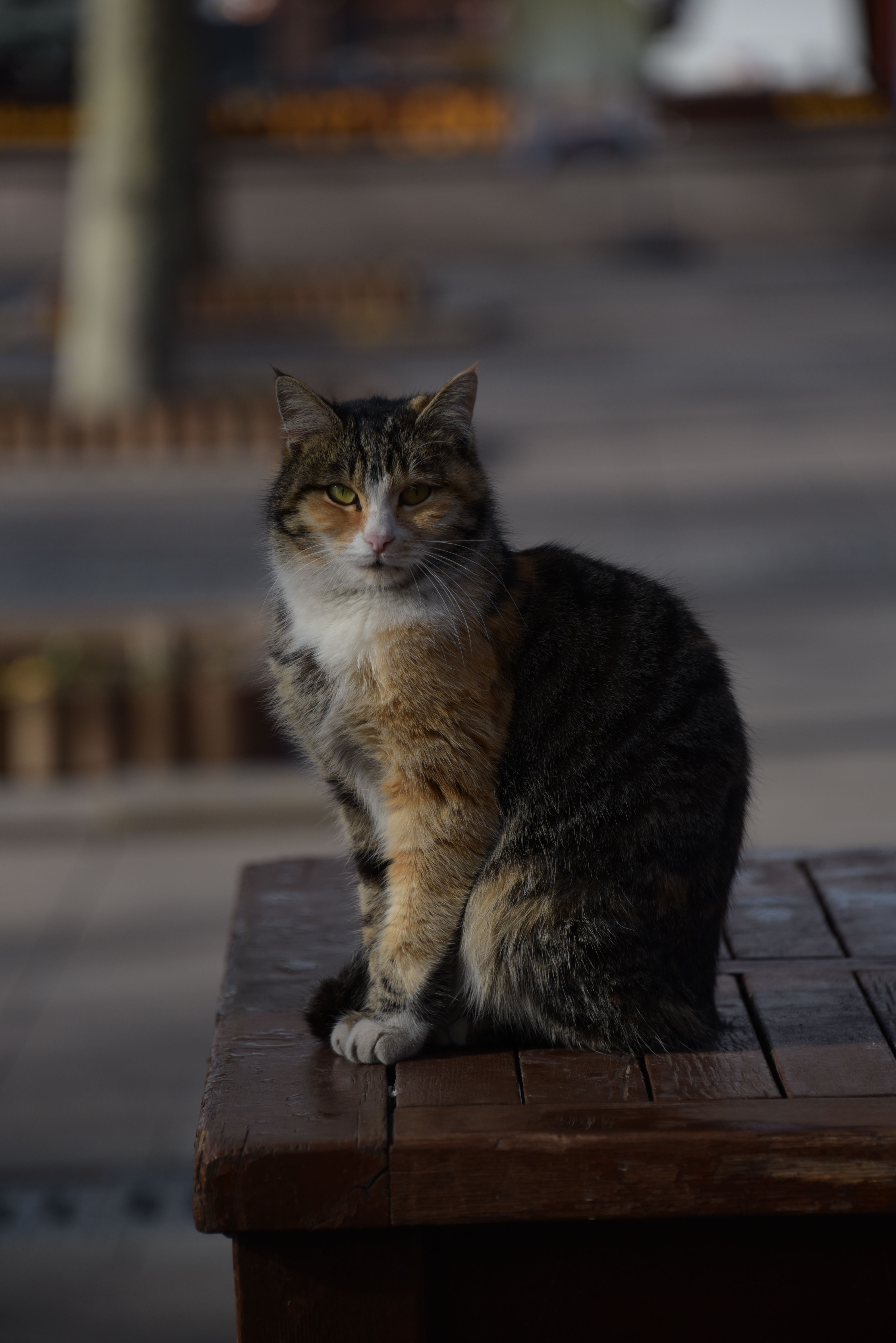 Cute Stray Cat Sitting on Wooden Bench Outdoors · Free Stock Photo