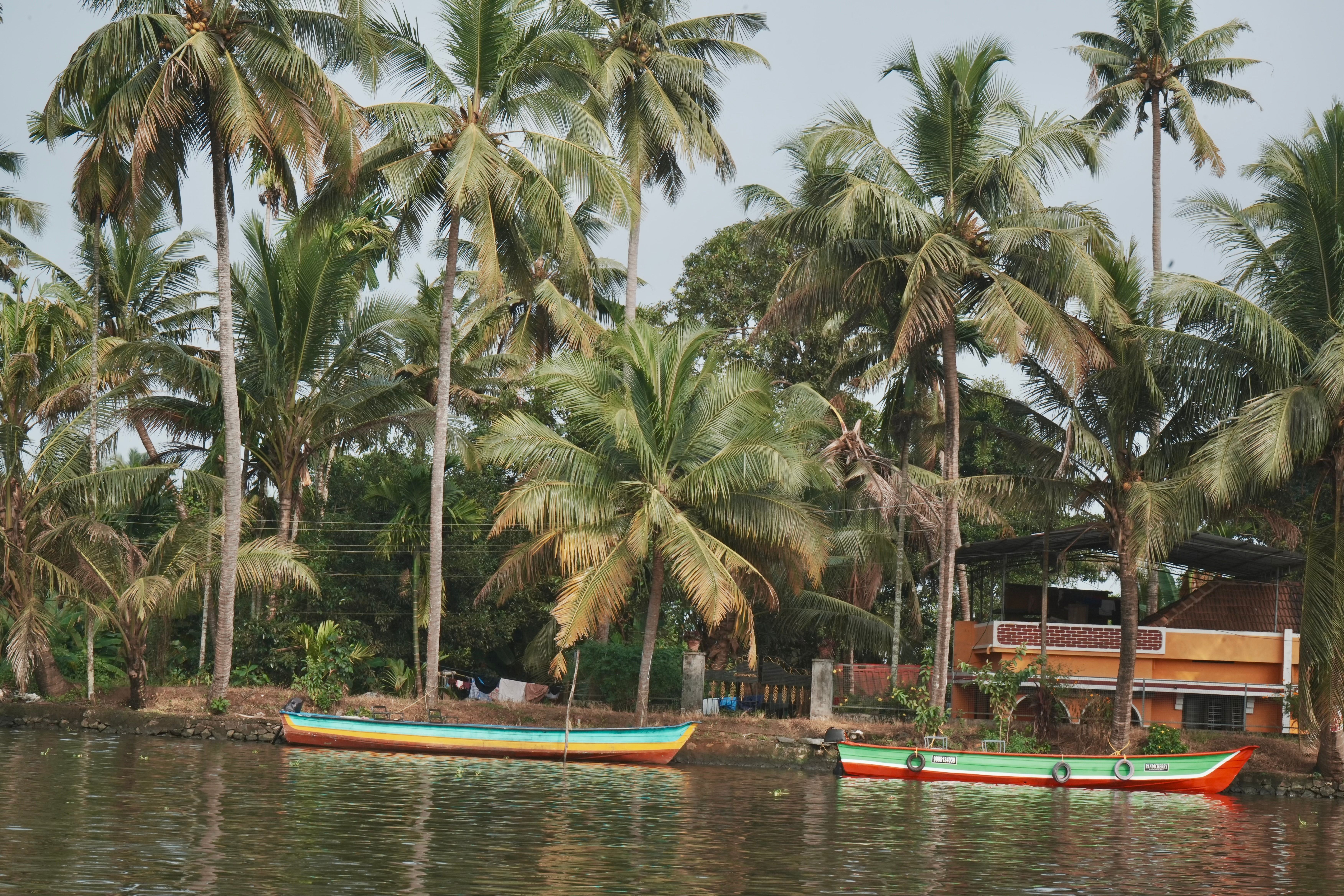Tropical Riverside View with Boats and Palms · Free Stock Photo