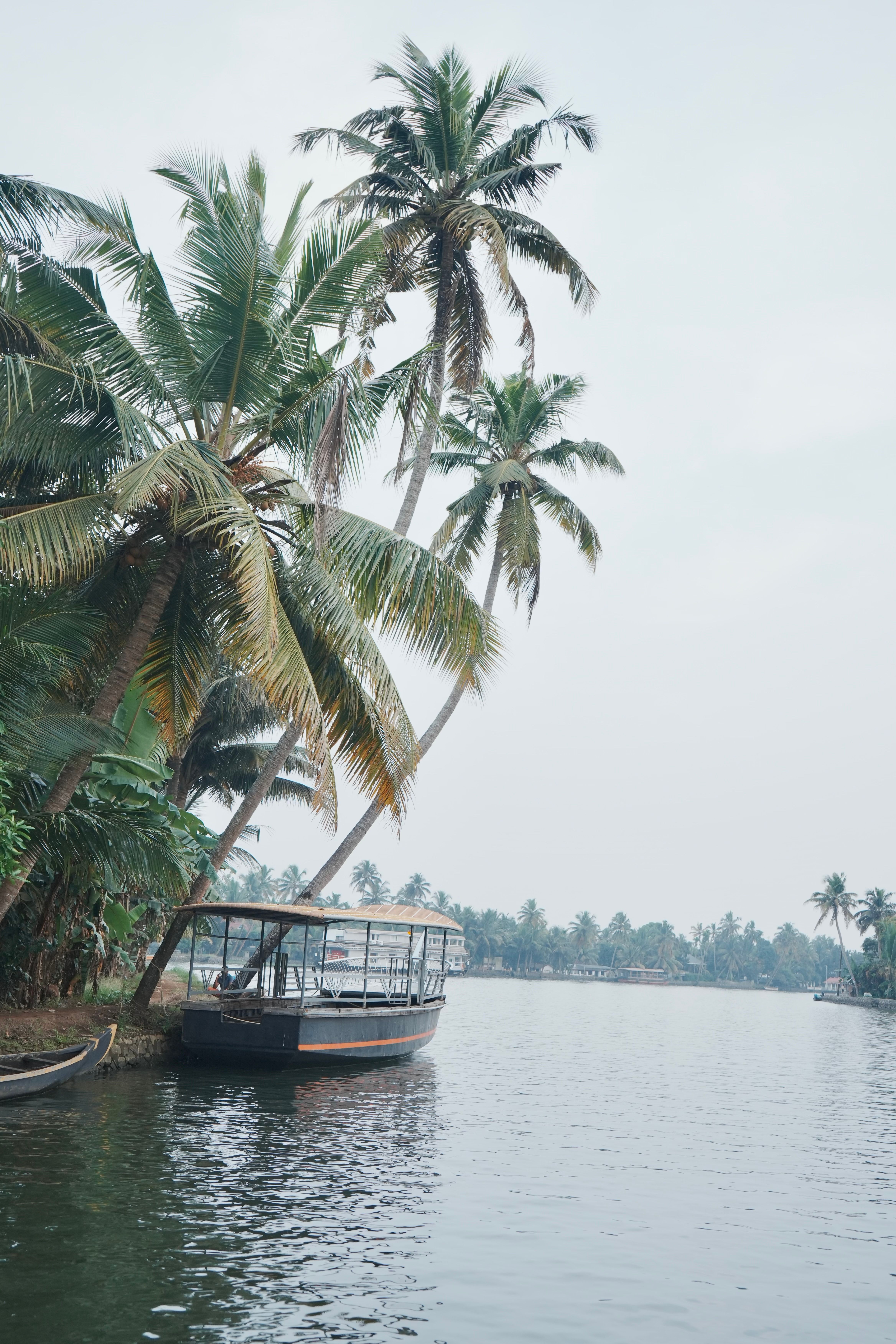 Tropical Backwaters with Palm Trees and Boat · Free Stock Photo