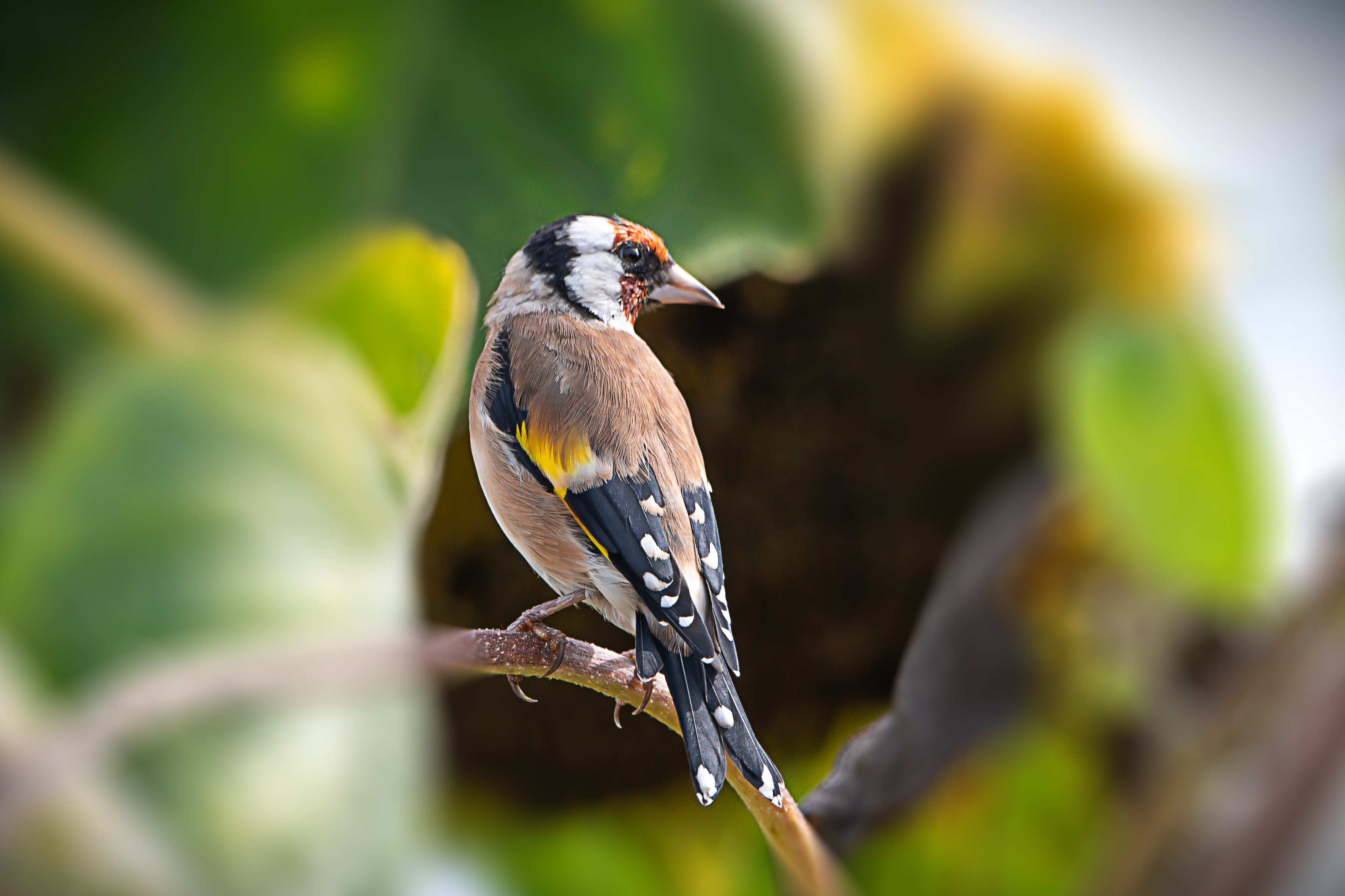 Stumbo, Goldfinch travel SC in final days of runoff for state attorney general — Photo by Karlheinz Strohmaier on Pexels